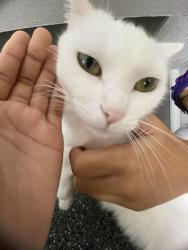 Lost Female Cat last seen Near S Westmoreland Rd, Dallas, TX 75237