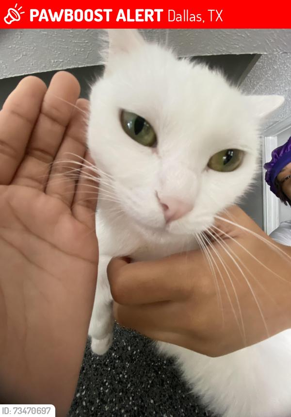 Lost Female Cat last seen Near S Westmoreland Rd, Dallas, TX 75237
