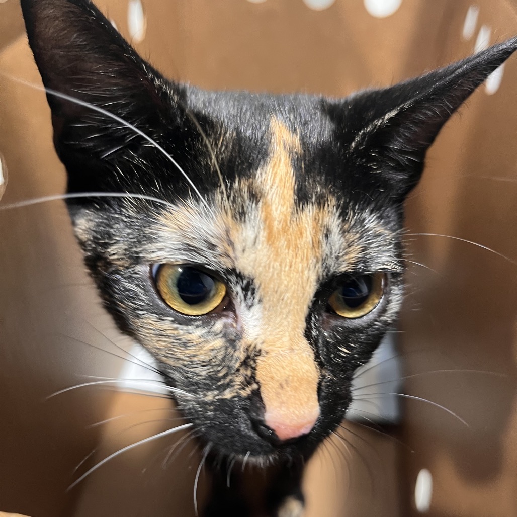 Shelter Stray Female Cat last seen , 3607 N Armenia Ave, Tampa, FL 33607, USA