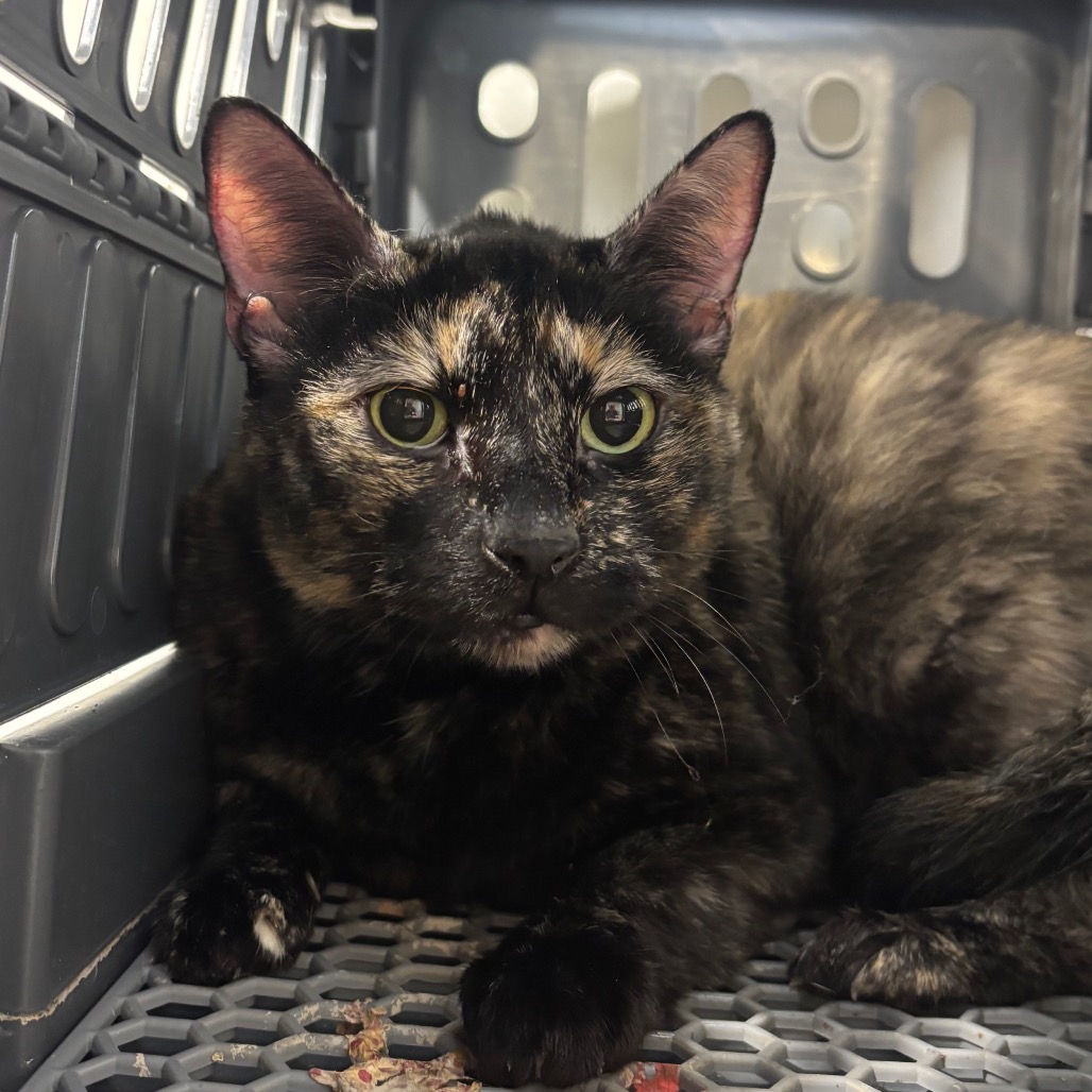 Shelter Stray Female Cat last seen , 3607 N Armenia Ave, Tampa, FL 33607, USA