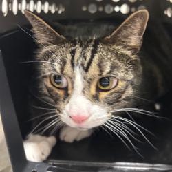 Shelter Stray Male Cat last seen , 3607 N Armenia Ave, Tampa, FL 33607, USA