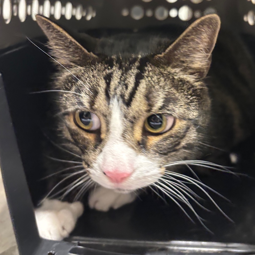 Shelter Stray Male Cat last seen , 3607 N Armenia Ave, Tampa, FL 33607, USA