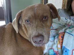 Lost Male Dog last seen Jones, Houston County, AL 36312