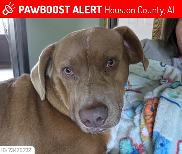 Lost Male Dog last seen Jones, Houston County, AL 36312