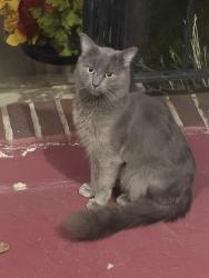 Found/Stray Male Cat last seen Near Lyndwood Elementary, Wilkes-Barre, PA 18706