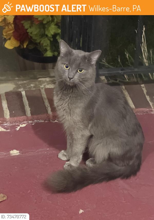 Found/Stray Male Cat last seen Near Lyndwood Elementary, Wilkes-Barre, PA 18706