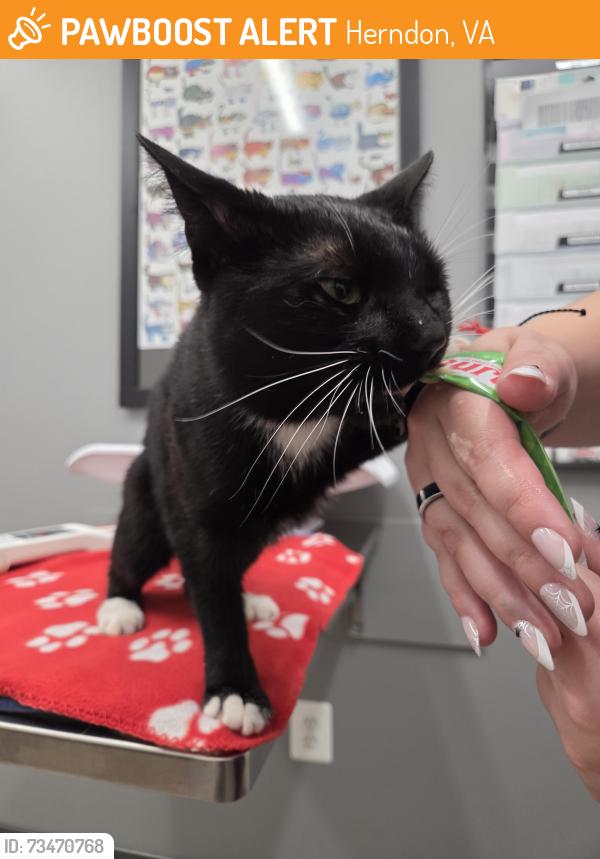 Found/Stray Male Cat last seen Golfcourse, Herndon, VA 20170