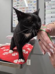 Found/Stray Male Cat last seen Golfcourse, Herndon, VA 20170
