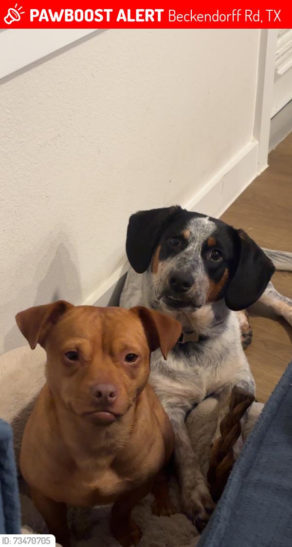 Lost Unknown Dog last seen Sunterra, Beckendorff Rd, TX 77493