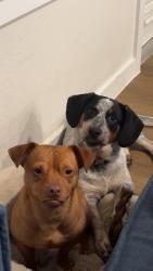 Lost Unknown Dog last seen Sunterra, Beckendorff Rd, TX 77493