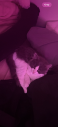 Lost Female Cat last seen liberty st,, Randolph, MA 02368