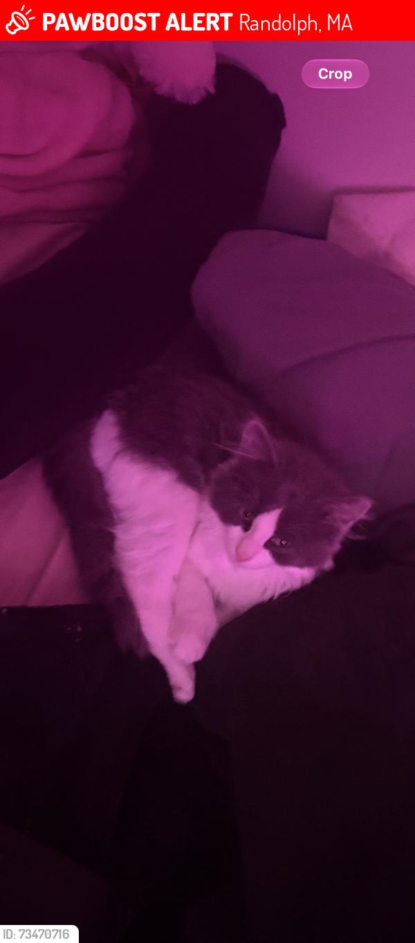 Lost Female Cat last seen liberty st,, Randolph, MA 02368