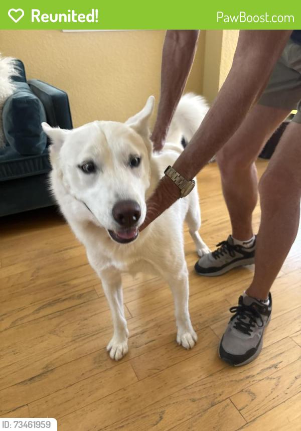 Reunited Female Dog last seen Green spring and Evergreen Canyon Dr, Las Vegas, NV 89134
