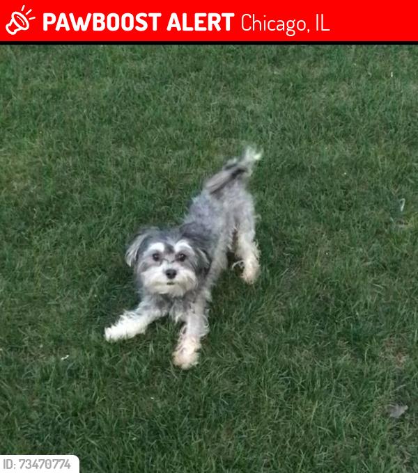 Lost Male Dog last seen Loomis, Chicago, IL 60636