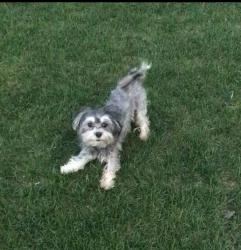Lost Male Dog last seen Loomis, Chicago, IL 60636