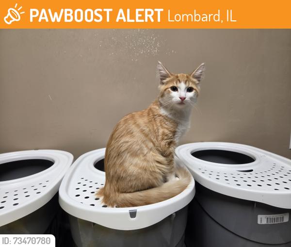 Found/Stray Male Cat last seen Rt 53 and north avenue, Lombard, IL 60148