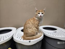 Found/Stray Male Cat last seen Rt 53 and north avenue, Lombard, IL 60148