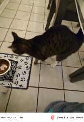 Reunited Female Cat last seen Amber Field compound, Nanuet, NY 10954