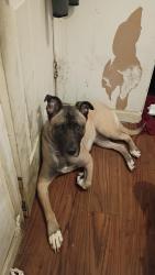 Found/Stray Female Dog last seen Pequonnock st and vine st Bridgeport ct 06604, Bridgeport, CT 06604