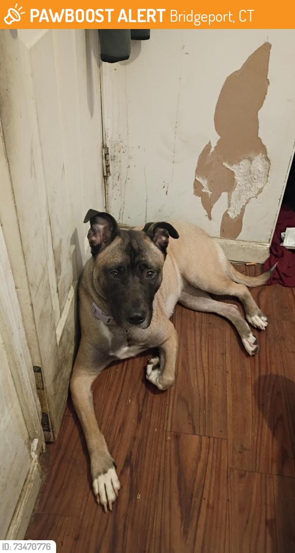 Found/Stray Female Dog last seen Pequonnock st and vine st Bridgeport ct 06604, Bridgeport, CT 06604