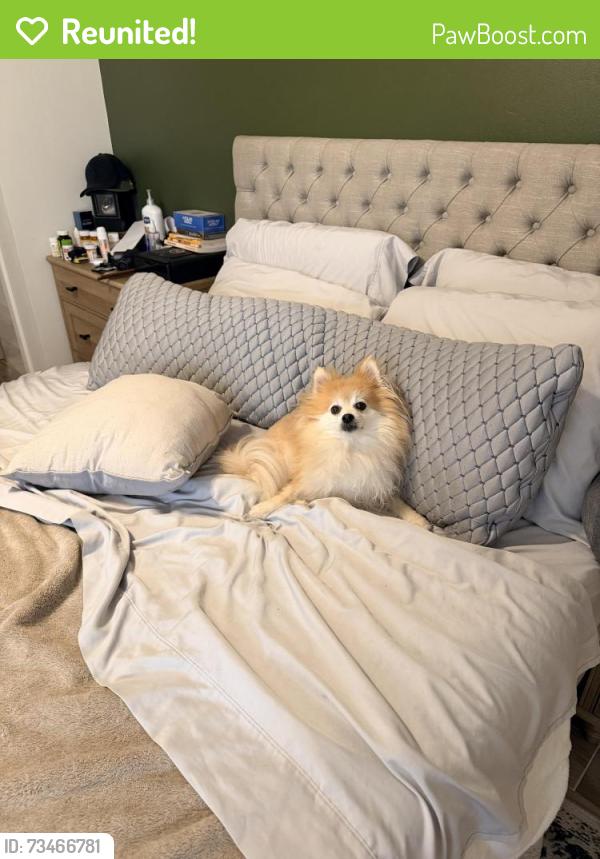 Reunited Male Dog last seen Near Calle Aguadulce, San Diego, CA 92139, USA, San Diego, CA 92139