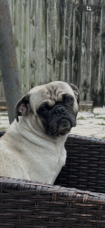Lost Male Dog last seen Castroville rd, San Antonio, TX 78237