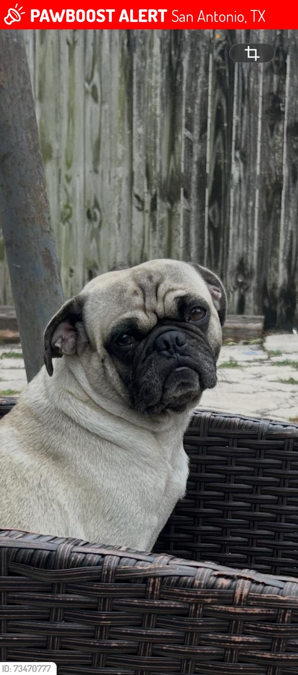 Lost Male Dog last seen Castroville rd, San Antonio, TX 78237