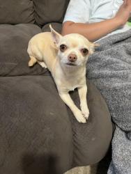 Lost Female Dog last seen Near, McKinney, TX 75071
