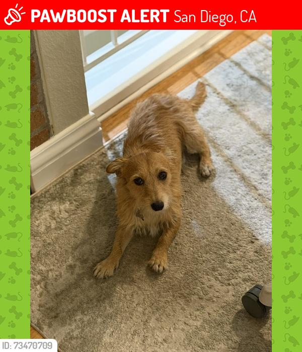 Lost Male Dog last seen Westonhill at Menkar, San Diego, CA 92126