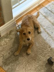 Lost Male Dog last seen Westonhill at Menkar, San Diego, CA 92126