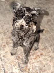Reunited Female Dog last seen Greenwood Rd, South Carolina 29730, USA, York County, SC 29730