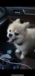 Lost Male Dog last seen Sheppersd, Houston, TX 77091