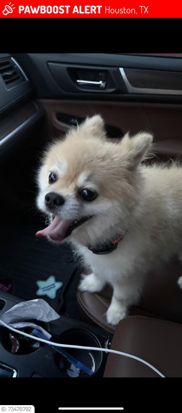 Lost Male Dog last seen Sheppersd, Houston, TX 77091