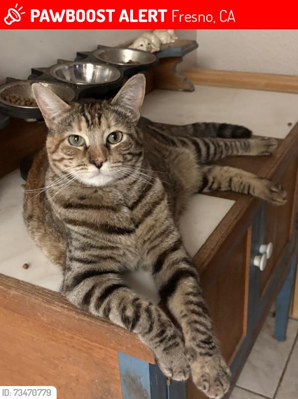 Lost Female Cat last seen Fresno 93722 Sierra and Carnegie, Fresno, CA 93722