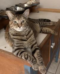 Lost Female Cat last seen Fresno 93722 Sierra and Carnegie, Fresno, CA 93722