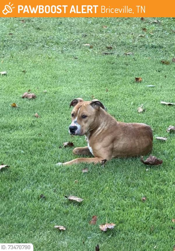 Found/Stray Male Dog last seen BRICEVILLE Elementary school, Briceville, TN 37710