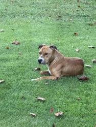 Found/Stray Male Dog last seen BRICEVILLE Elementary school, Briceville, TN 37710