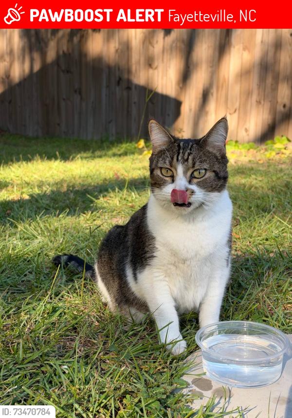 Lost Female Cat last seen Rivercroft rd near fire station 17, Fayetteville, NC 28304