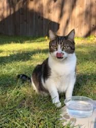 Lost Female Cat last seen Rivercroft rd near fire station 17, Fayetteville, NC 28304