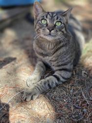 Lost Male Cat last seen Elderberry lane, Deschutes County, OR 97739