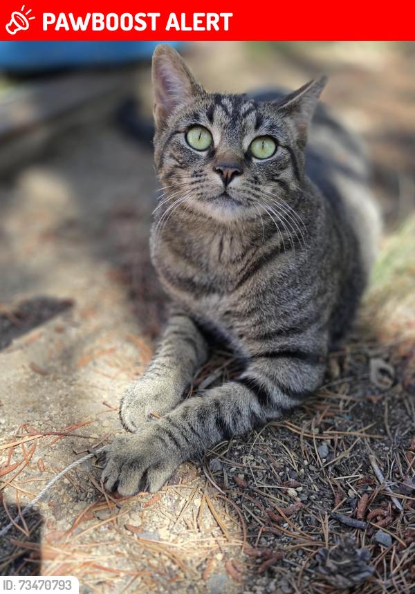 Lost Male Cat last seen Elderberry lane, Deschutes County, OR 97739