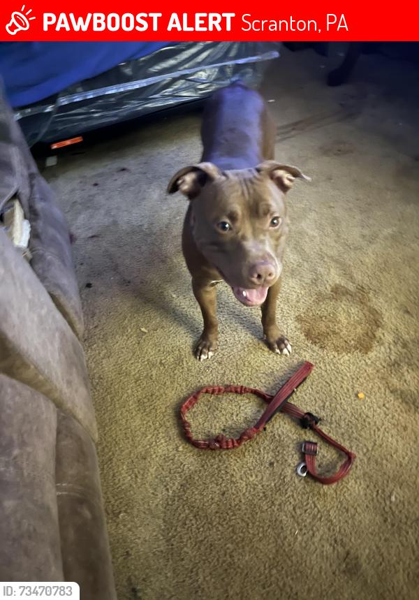 Lost Female Dog last seen Near prospect ave Scranton pa, Scranton, PA 18505