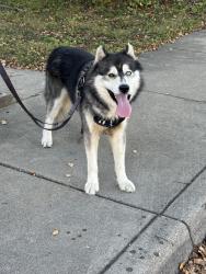 Found/Stray Male Dog last seen Laurel and Pleasanf, Indianapolis, IN 46203