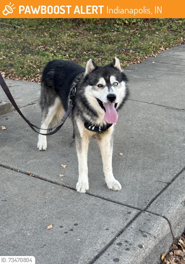 Found/Stray Male Dog last seen Laurel and Pleasanf, Indianapolis, IN 46203