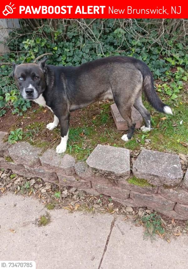 Lost Male Dog last seen Livingston, New Brunswick, NJ 08901