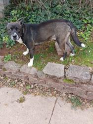 Lost Male Dog last seen Livingston, New Brunswick, NJ 08901