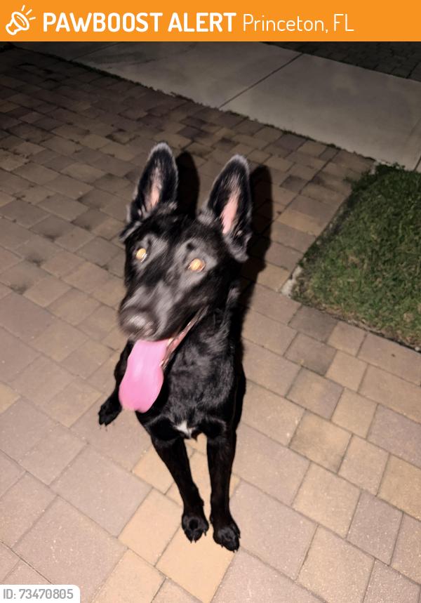 Found/Stray Male Dog last seen Near silver palms on 240, Princeton, FL 33032