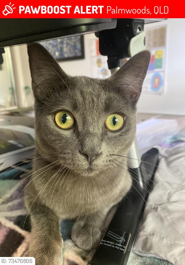 Lost Male Cat last seen Paynters pocket ave, Palmwoods, QLD 4555