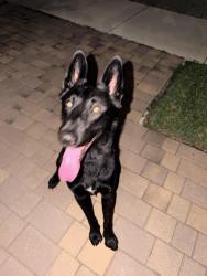 Found/Stray Male Dog last seen Near silver palms on 240, Princeton, FL 33032