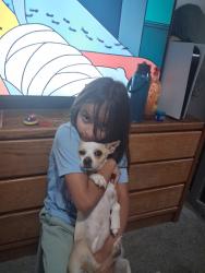 Lost Female Dog last seen Harlan. And 80th, Arvada, CO 80003